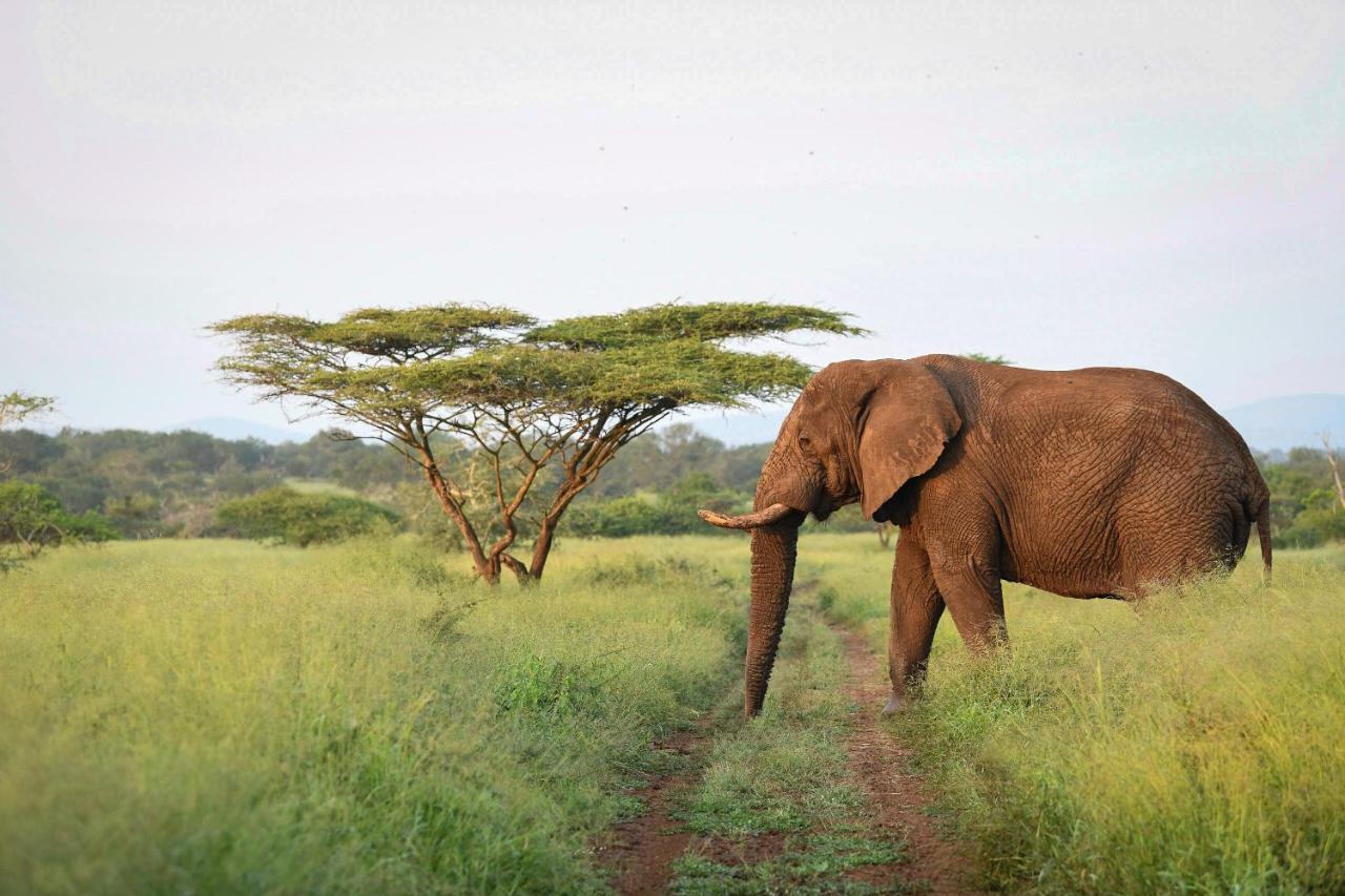 Mavela Game Lodge Mkuze Экстерьер фото