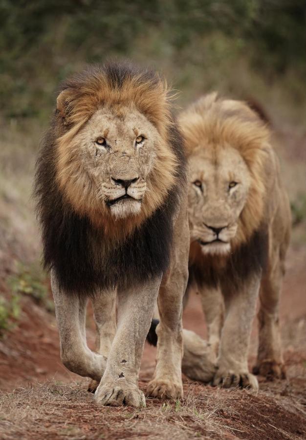 Mavela Game Lodge Mkuze Экстерьер фото